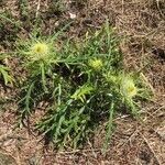 Cirsium ferox habit picture by Giovanni Vannacci (cc-by-sa)