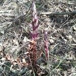 Orobanche latisquama flower picture by Manuel (cc-by-sa)