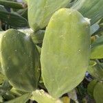 Opuntia cochenillifera leaf picture by Johnnie Walters (cc-by-sa)