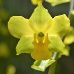 Cyrtopodium flavum flower picture by Luciano Caldas Felipe (cc-by-sa)