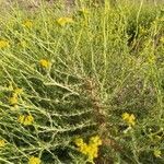 Tanacetum annuum leaf picture by Crespo Miguel (cc-by-sa)