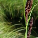 Carex acuta fruit picture by Alain Lagrave (cc-by-sa)