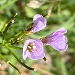 Cardamine crassifolia flower picture by Francois Mansour (cc-by-sa)