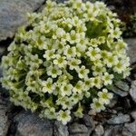 Saxifraga muscoides flower picture by furs (cc-by-sa)