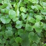 Hydrocotyle americana leaf picture by bushcraft baron (cc-by-sa)