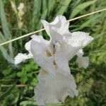 Iris pallida flower picture by Frédéric Locci (cc-by-sa)