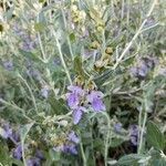 Teucrium fruticans fruit picture by Lise Saint-Arroman (cc-by-sa)