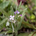 Matthiola parviflora flower picture by Stephen Cope (cc-by-sa)