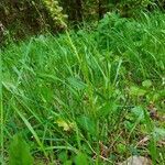 Dactylorhiza viridis habit picture by Pierre LEON (cc-by-sa)