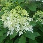 Hydrangea paniculata flower picture by Kim Epstein (cc-by-sa)