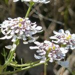 Iberis pinnata flower picture by francois tissot (cc-by-sa)