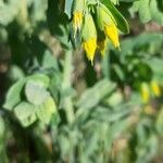 Cerinthe minor flower picture by Agata H (cc-by-sa)