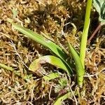 Orchis pauciflora leaf picture by Alessandro Tonucci (cc-by-sa)