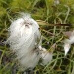 Eriophorum angustifolium fruit picture by Antonio C. (cc-by-sa)