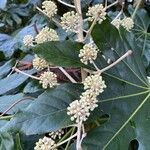 Fatsia japonica flower picture by Claude Levi (cc-by-sa)