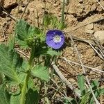 Phacelia viscida flower picture by Monika Kopp (cc-by-sa)