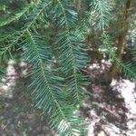 Abies alba leaf picture by Eric Jamain (cc-by-sa)