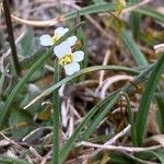 Draba siliquosa flower picture by Fabien Anthelme (cc-by-sa)