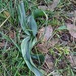 Colchicum longifolium leaf picture by Denis Bastianelli (cc-by-sa)