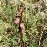 Anacamptis collina flower picture by Dardel Séverine (cc-by-sa)