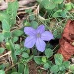 Ruellia geminiflora flower picture by jazz krn (cc-by-sa)