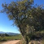 Pyrus spinosa habit picture by Anne Mauffret (cc-by-sa)