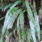 Blechnum attenuatum leaf picture by Sarami (cc-by-sa)