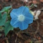 Ipomoea nil flower picture by Lourenço Guilherme (cc-by-sa)