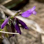 Polygala alpestris flower picture by Fabien Anthelme (cc-by-sa)