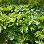 Heracleum mantegazzianum habit picture by phoenix (cc-by-sa)