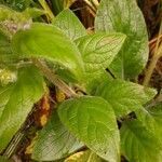 Pentaglottis sempervirens leaf picture by Rory O'Conor (cc-by-sa)