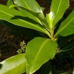 Myrsine pellucidopunctata habit picture by Nelson Zamora Villalobos (cc-by-nc)