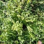 Pimpinella saxifraga habit picture by dinkel benjamin (cc-by-sa)