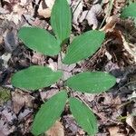 Polygonatum pubescens leaf picture by bryan brunet (cc-by-sa)