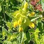 Rhinanthus minor flower picture by Barry Cornelius (cc-by-sa)