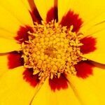 Coreopsis basalis flower picture by polater polat (cc-by-sa)