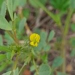 Medicago laciniata flower picture by M. Hedayat (cc-by-sa)