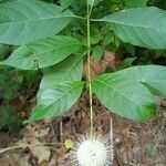 Cephalanthus occidentalis fruit picture by barney barney anthony (cc-by-sa)