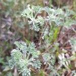 Artemisia alba leaf picture by serge elissalde (cc-by-sa)