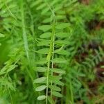 Vicia parviflora leaf picture by arribas sara (cc-by-sa)