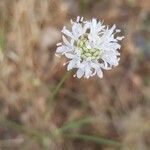 Cephalaria joppensis flower picture by izik k (cc-by-sa)