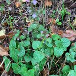 Clinopodium menthifolium leaf picture by Martin Bishop (cc-by-sa)