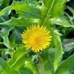 Sonchus asper flower picture by Trap Hers (cc-by-sa)