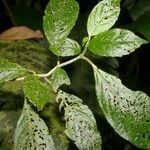 Drymonia rubripilosa leaf picture by Nelson Zamora Villalobos (cc-by-nc)