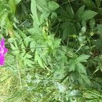 Geranium palustre habit picture by Rohweder Karsten (cc-by-sa)