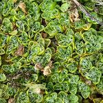 Ourisia muscosa leaf picture by Fabien Anthelme (cc-by-sa)