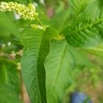 Persicaria lapathifolia leaf picture by Sylvia Kucharski (cc-by-sa)