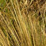 Calamagrostis recta leaf picture by Fabien Anthelme (cc-by-sa)