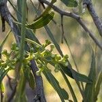 Acacia salicina fruit picture by Kelly Tyson (cc-by-sa)