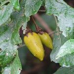 Solanum phoxocarpum fruit picture by Maarten Vanhove (cc-by-sa)